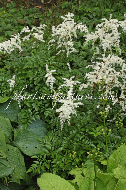 Astilbe hachijoensis