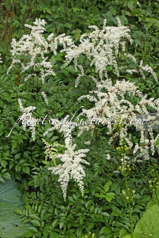 Astilbe hachijoensis