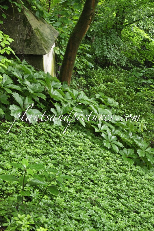 Rodgersia podophylla (+Pachysandra terminalis)