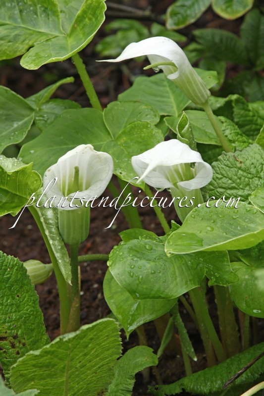 Arisaema candidissimum