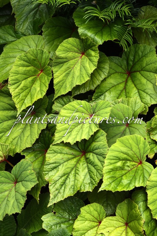 Begonia grandis var. evansiana