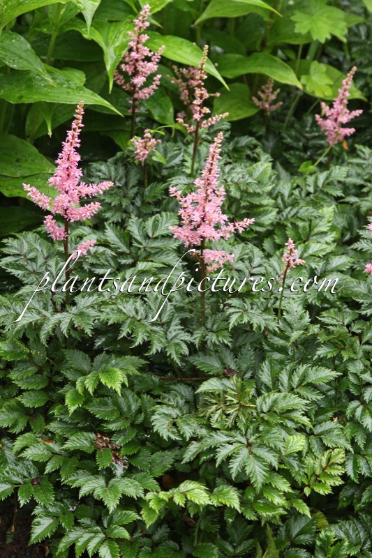 Astilbe ‘Perkeo’
