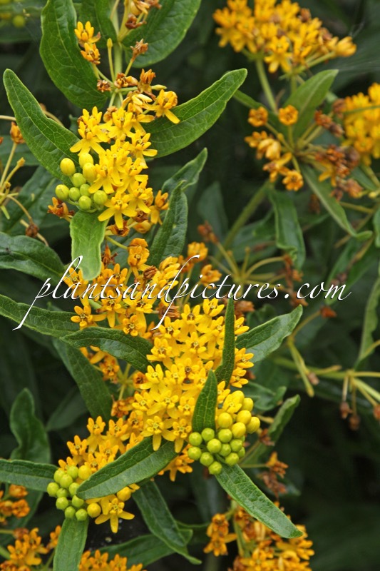 Asclepias tuberosa