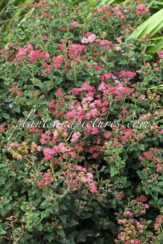 Spiraea japonica ‘Bullata’