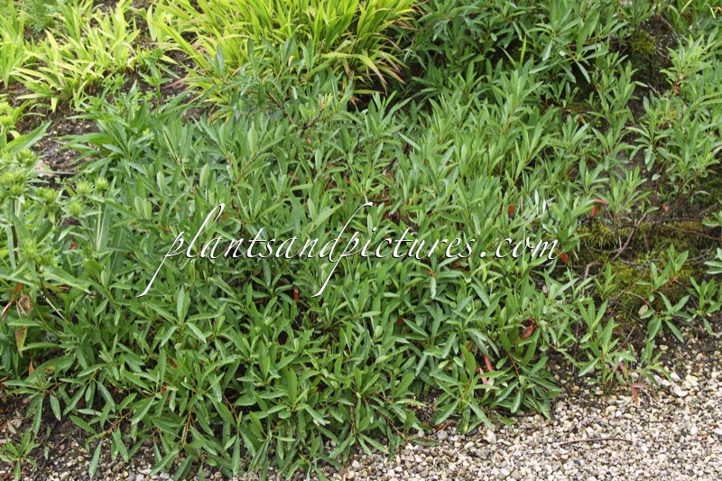 Prunus pumila var. depressa