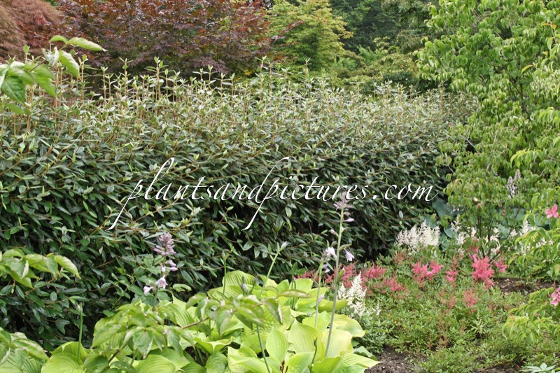 Viburnum ‘Pragense’