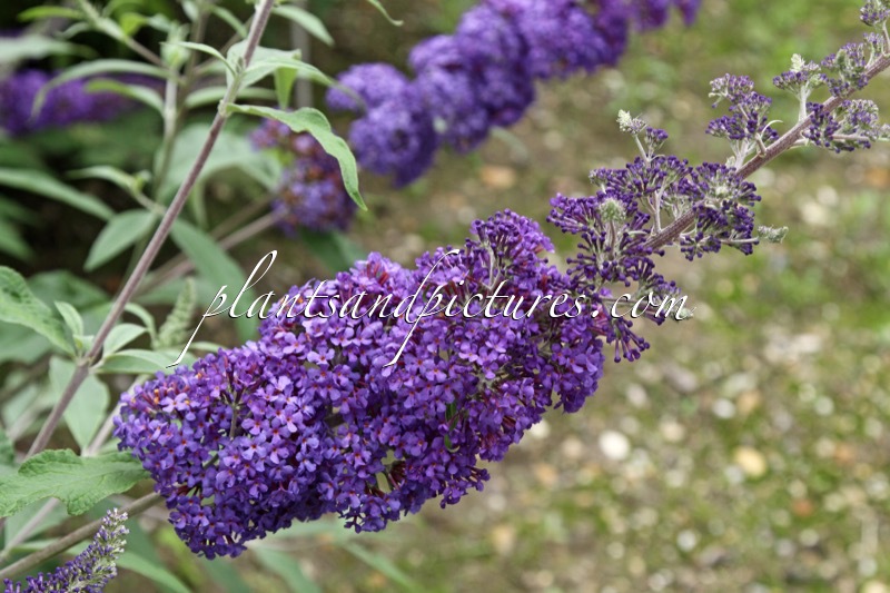 Buddleja davidii ‘Blue Horizon’