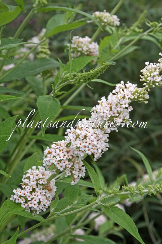 Buddleja davidii ‘Les Kneale’
