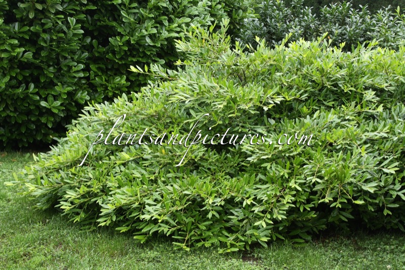 Prunus laurocerasus ‘Grüner Teppich’