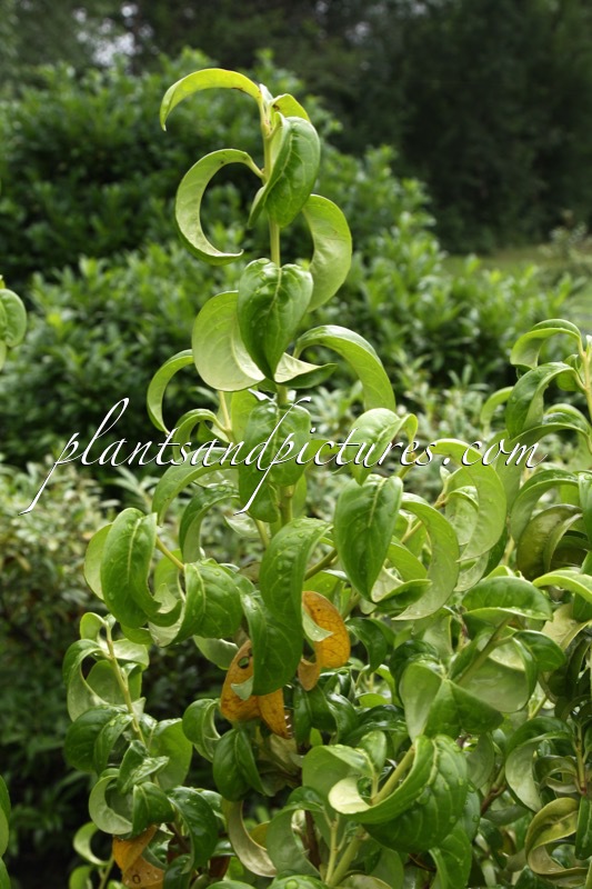 Prunus laurocerasus ‘Camelliifolia’