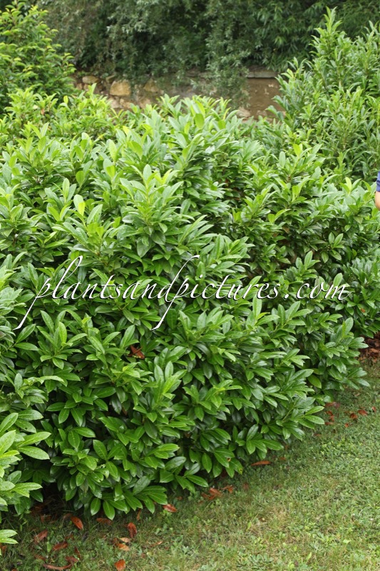 Prunus laurocerasus ‘Mari’