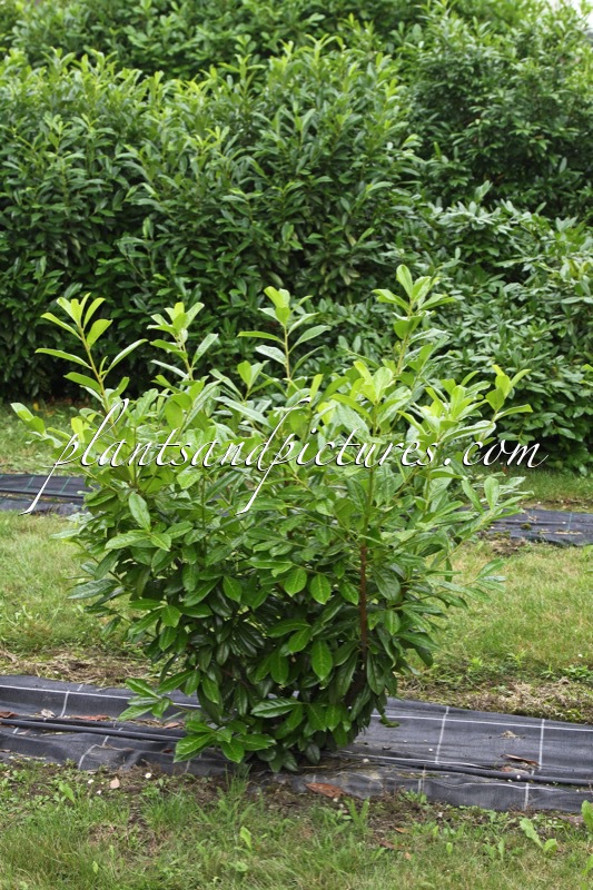 Prunus laurocerasus ‘Novita’