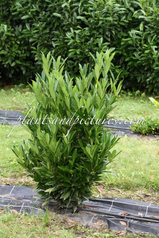 Prunus laurocerasus ‘Renlo’ (RENLO)