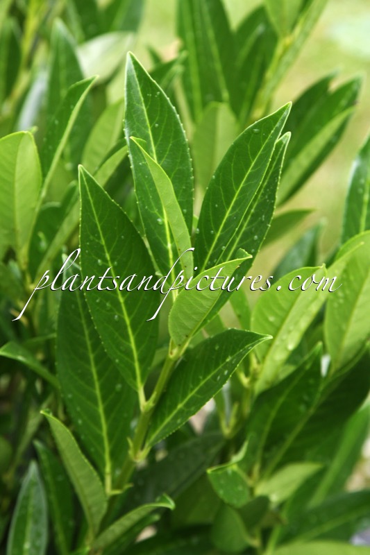 Prunus laurocerasus ‘Renlo’ (RENLO)