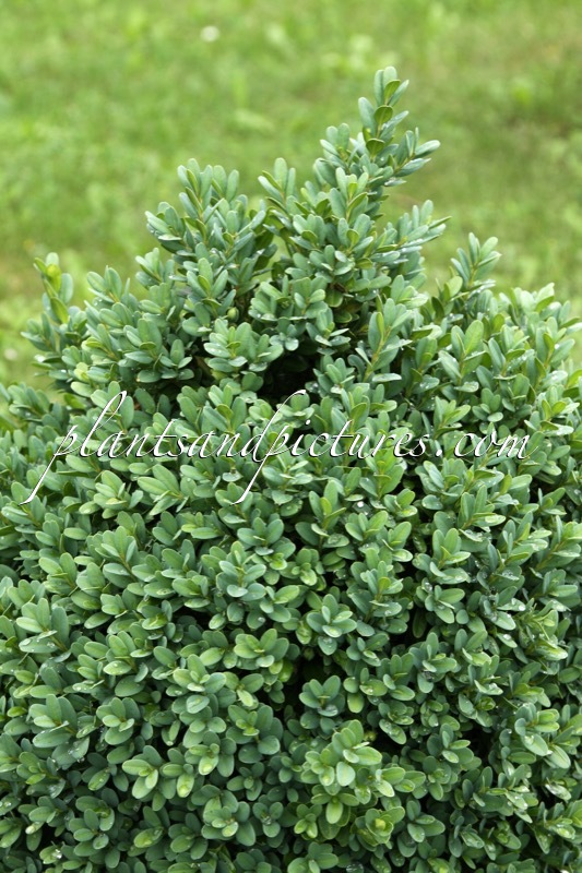 Buxus sempervirens ‘Blauer Heinz’