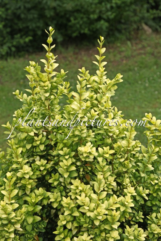Buxus sempervirens ‘Latifolia Maculata’