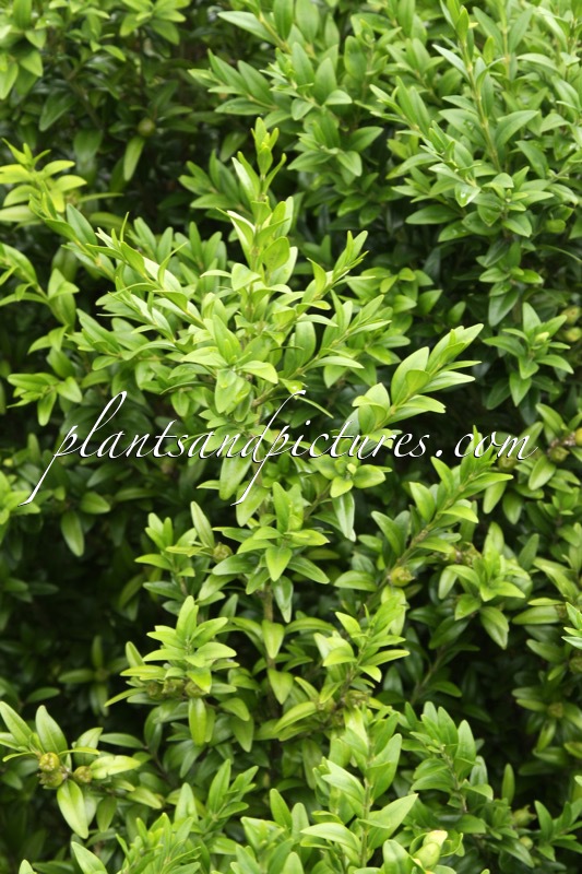 Buxus sempervirens ‘Angustifolia’