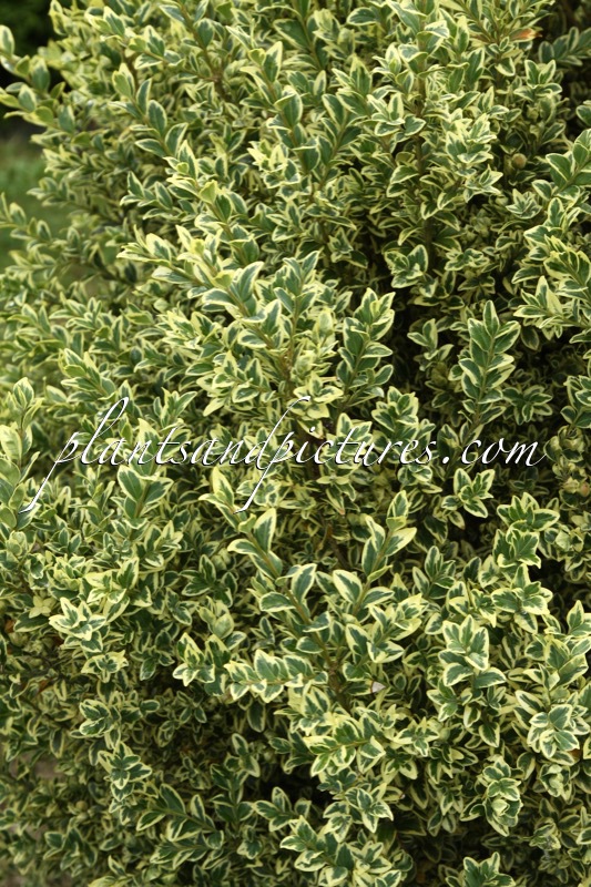 Buxus sempervirens ‘Elegantissima’