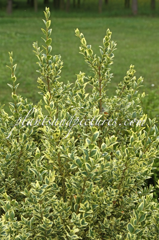 Buxus sempervirens ‘Elegantissima’