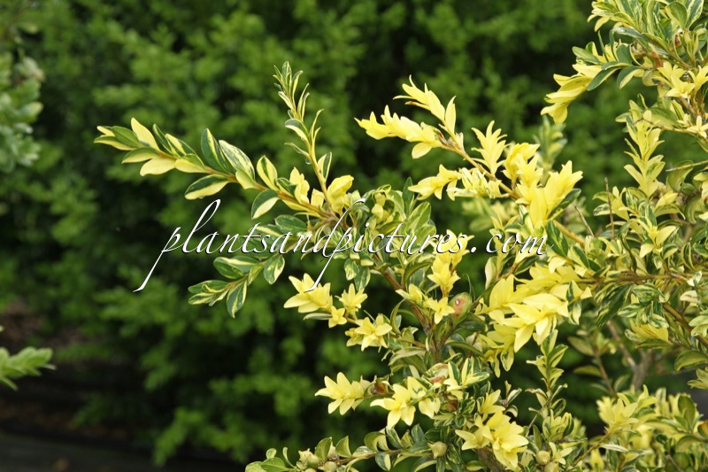 Buxus sempervirens ‘Aurea Pendula’