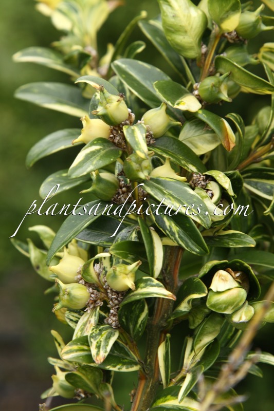 Buxus sempervirens ‘Aurea Pendula’