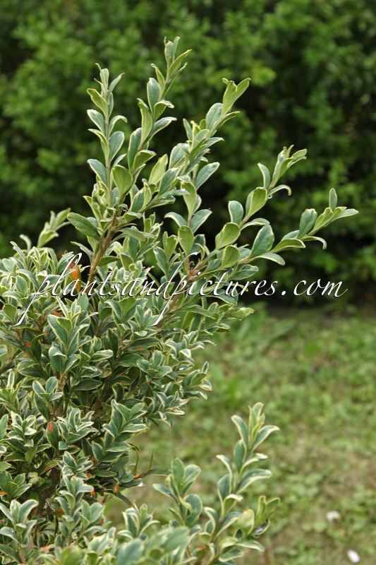 Buxus sempervirens ‘Argenteovariegata’