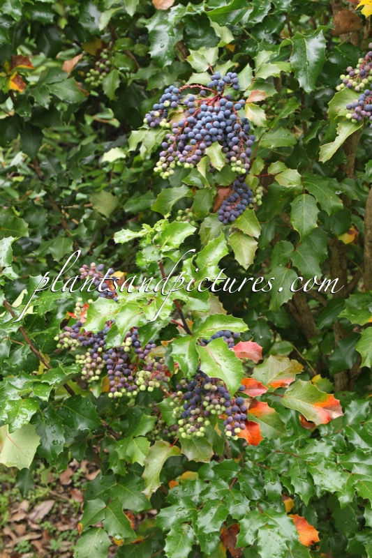Mahonia piperiana