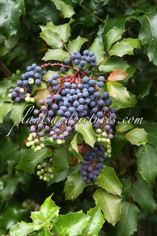 Mahonia piperiana