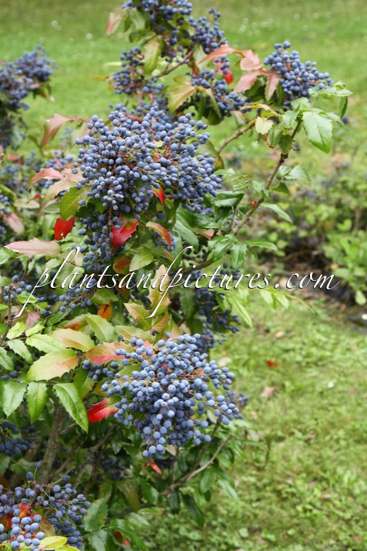 Mahonia aquifolium ‘Smaragd’