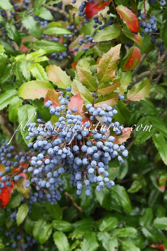 Mahonia aquifolium ‘Smaragd’