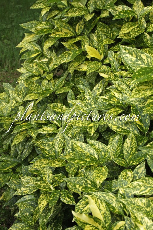 Aucuba japonica Crotonifolia Group