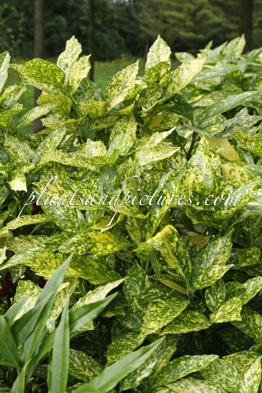 Aucuba japonica Crotonifolia Group
