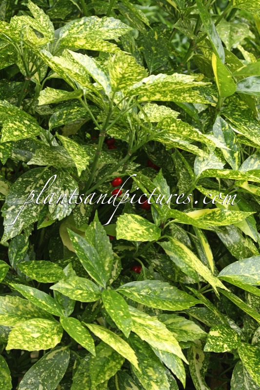 Aucuba japonica Crotonifolia Group