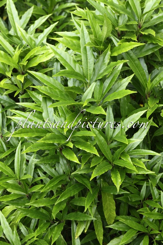 Aucuba japonica ‘Longifolia’