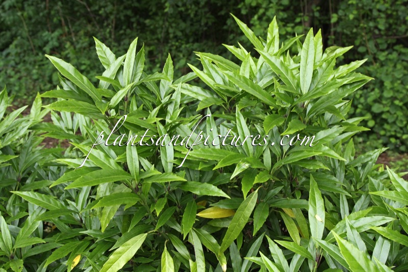 Aucuba japonica ‘Salicifolia’
