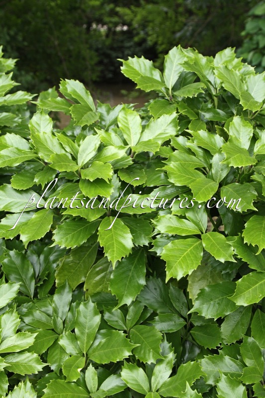 Aucuba japonica ‘Dentata’