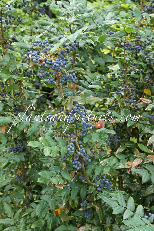 Mahonia wagneri ‘Pinnacle’