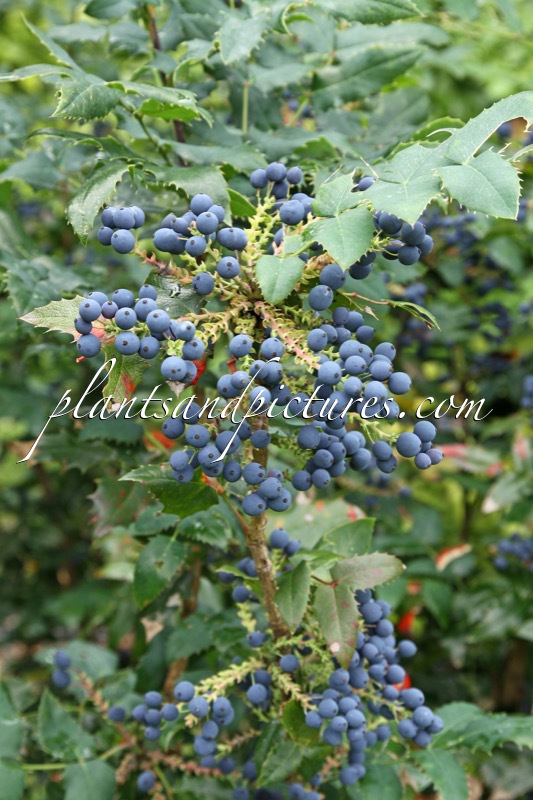 Mahonia wagneri ‘Pinnacle’