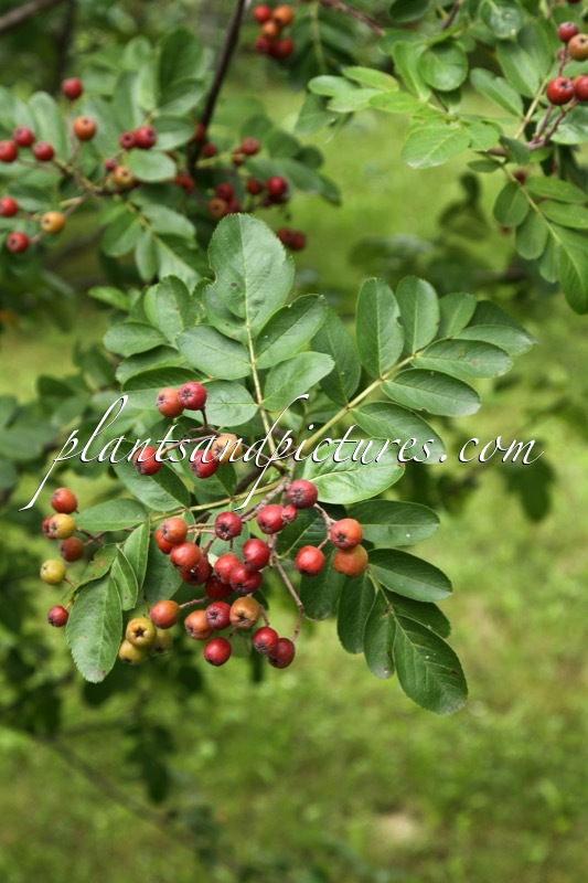 Sorbaronia ‘Titan’