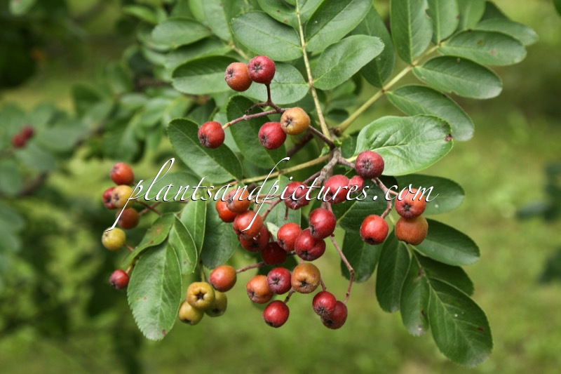 Sorbaronia ‘Titan’