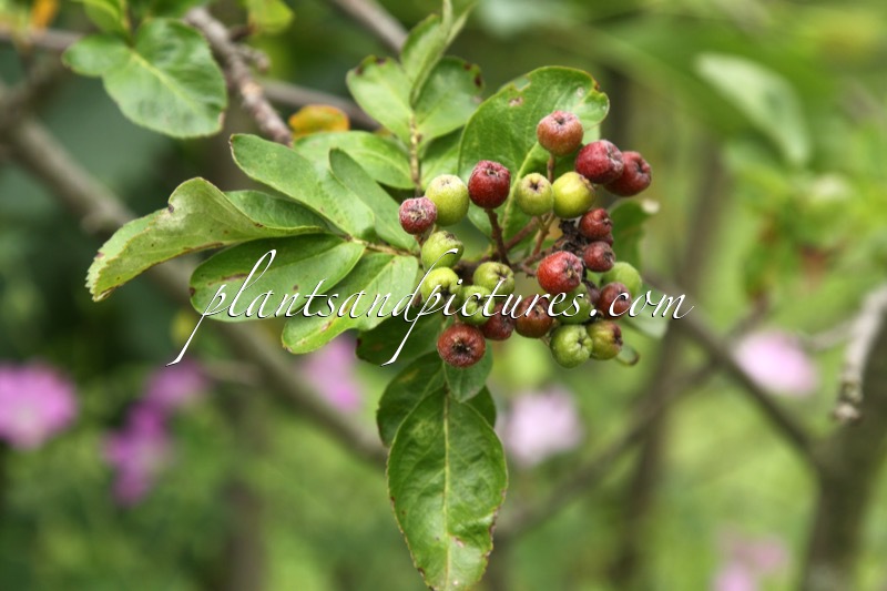 Sorbaronia ‘Burka’