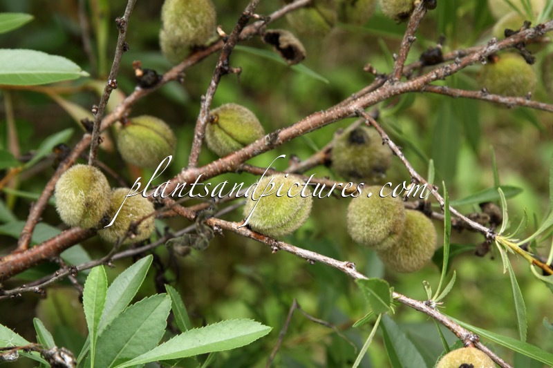 Prunus tenella var. campestre