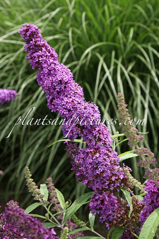 Buddleja davidii ‘Pyrkeep’ (PURPLE EMPEROR)