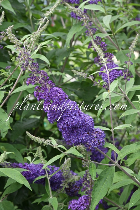 Buddleja davidii ‘Blue Horizon’