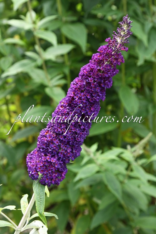 Buddleja davidii ‘Black Knight’