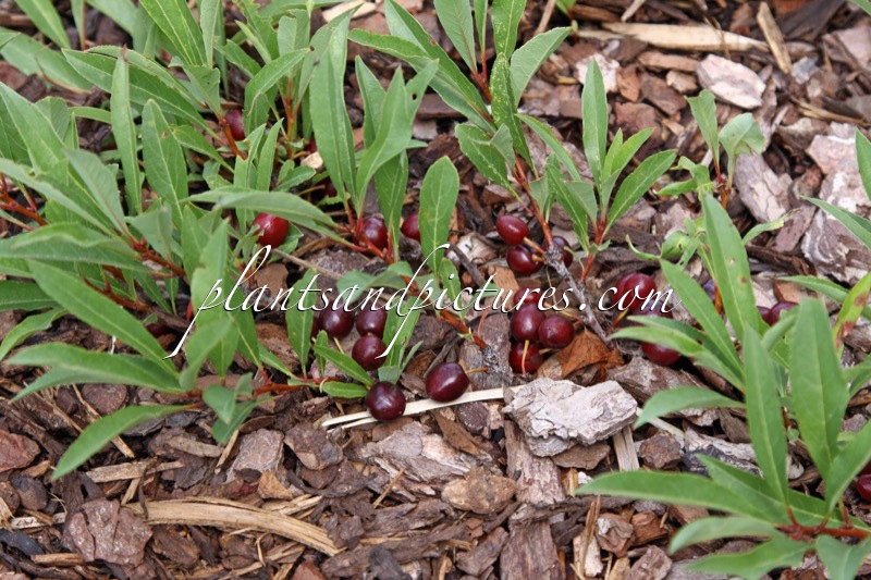 Prunus pumila var. depressa