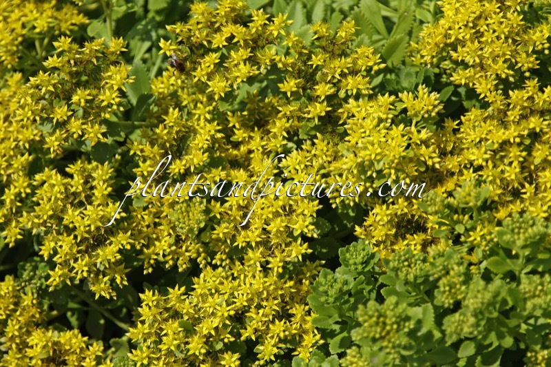 Sedum takesimense