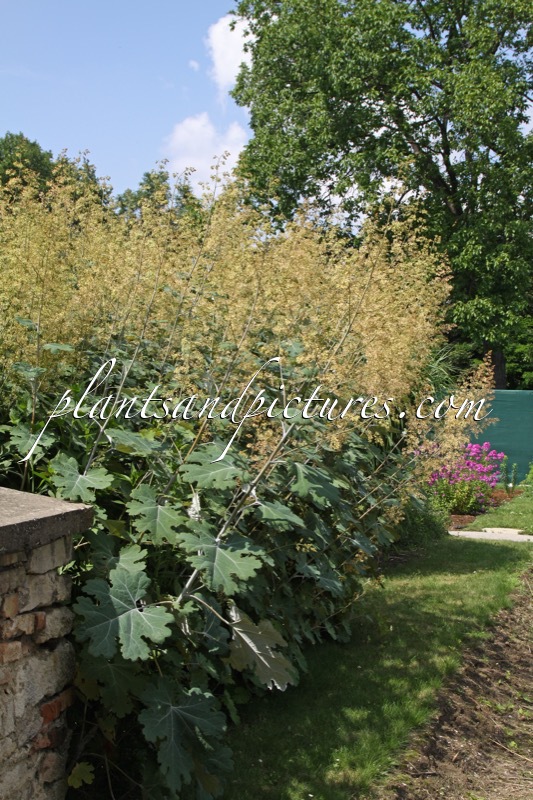 Macleaya microcarpa ‘Kelway’s Coral Plume’