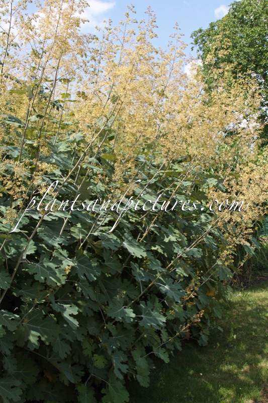 Macleaya microcarpa ‘Kelway’s Coral Plume’