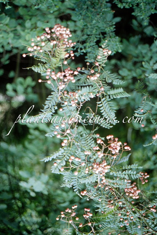Sorbus ‘Pearly King’